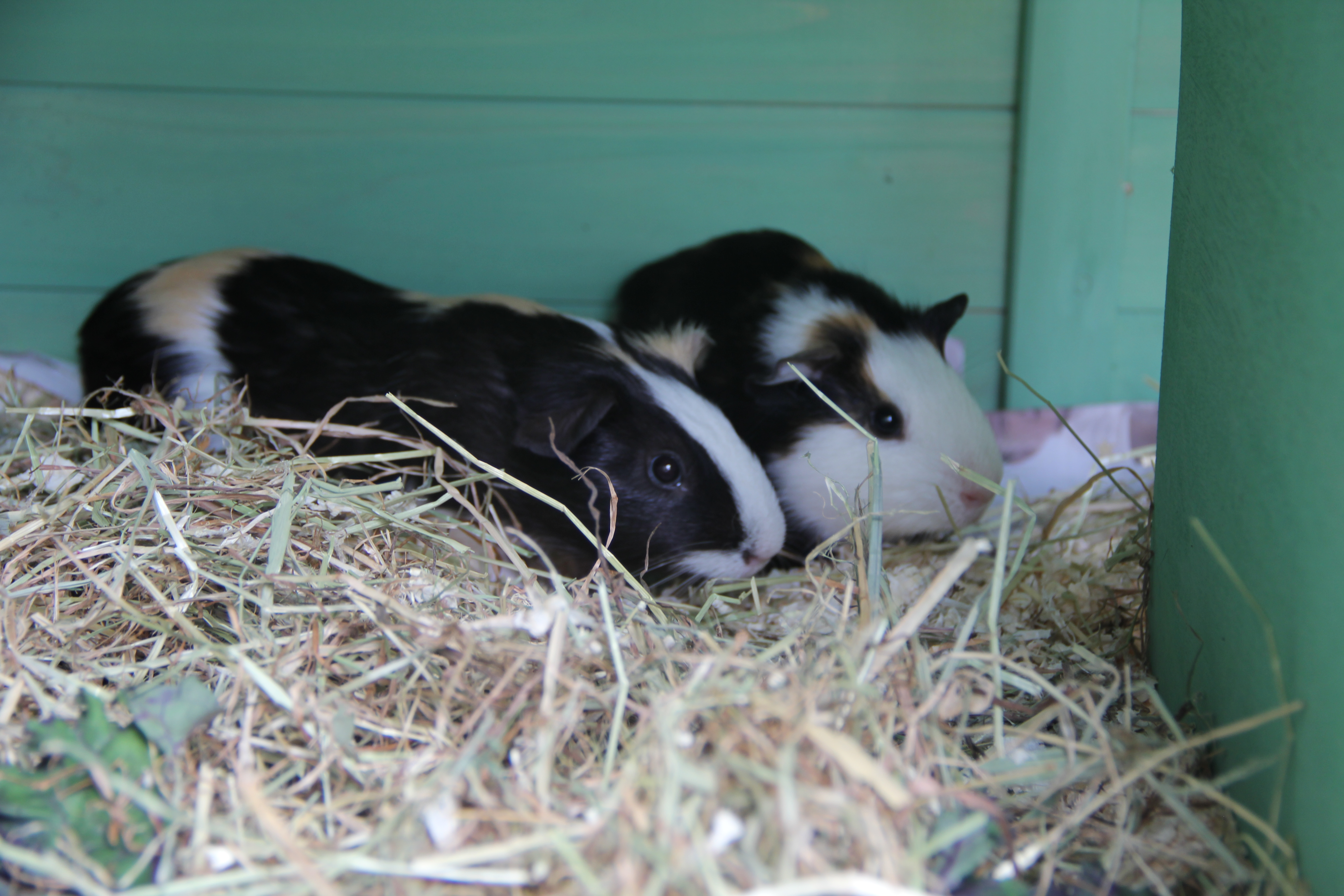 Guinea pigs take up residence to provide therapy for service users